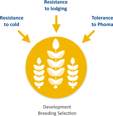 Performance Stability Schema